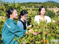 為油茶產(chǎn)業(yè)插上“AI”翅膀 ——隨縣澴潭鎮(zhèn)以干部提能為產(chǎn)業(yè)注入新活力