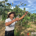 【走進(jìn)鄉(xiāng)村看振興】均川鎮(zhèn)珍珠廟村：果香漫山徑 振興譜新篇