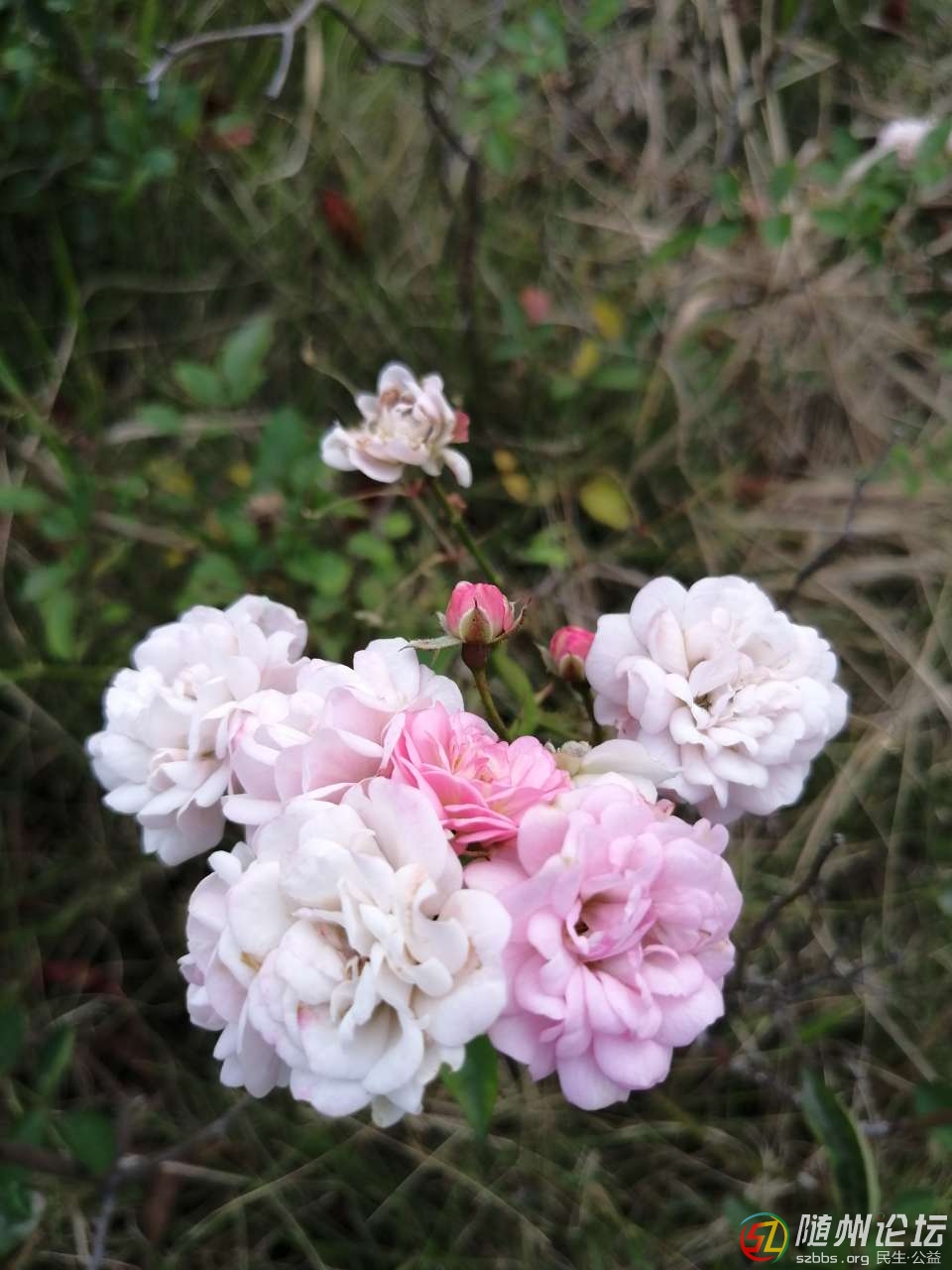 20181103_17383077_1541250612939.jpg
