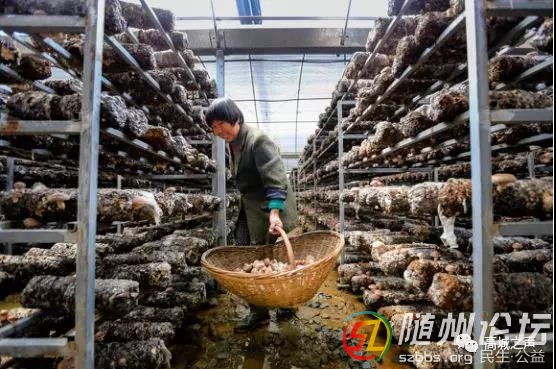 摘菇上5.jpg