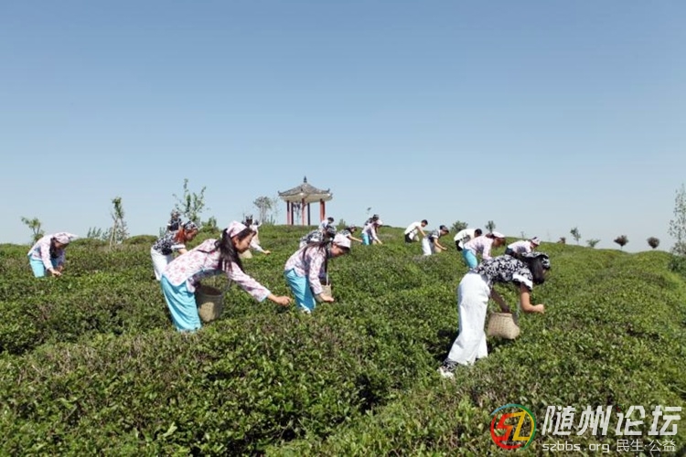 采茶風景.jpg