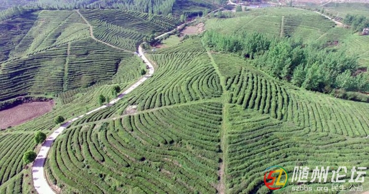 龜背山.jpg