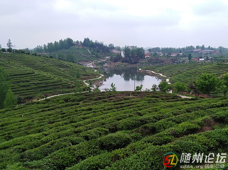 陸羽湖.jpg