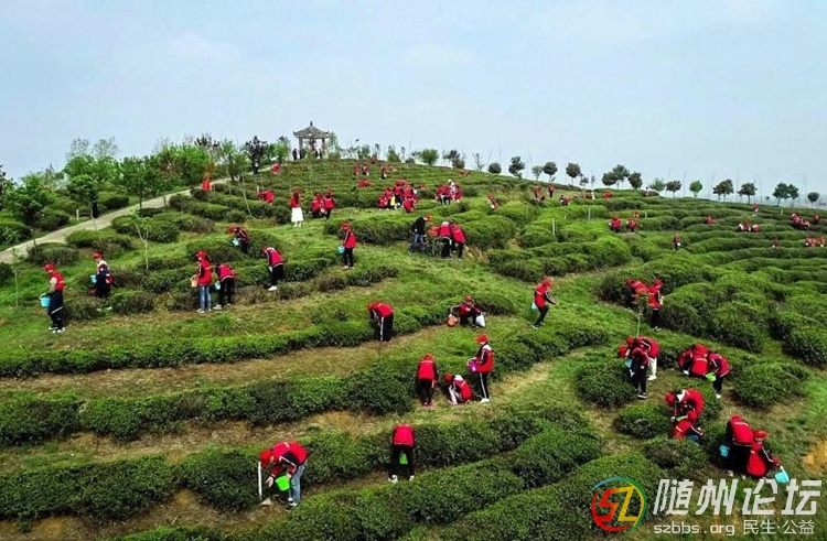 茶園紅衣.jpg