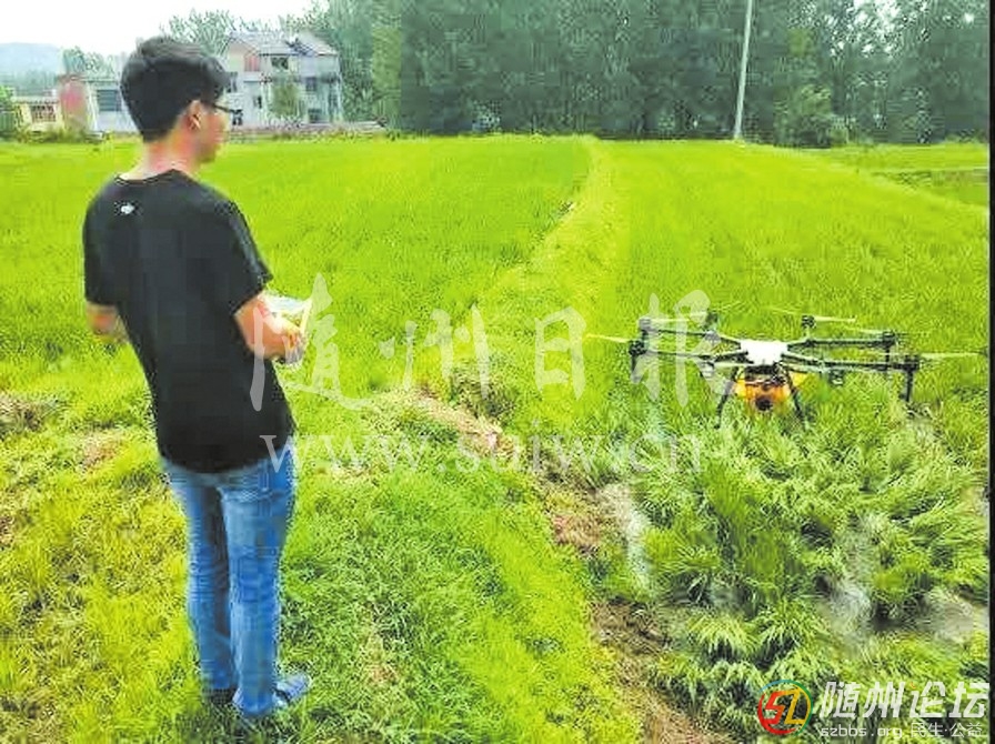 每日一景/隨縣高城鎮(zhèn)大橋村開展無人機除草、防蟲治病服務(wù)