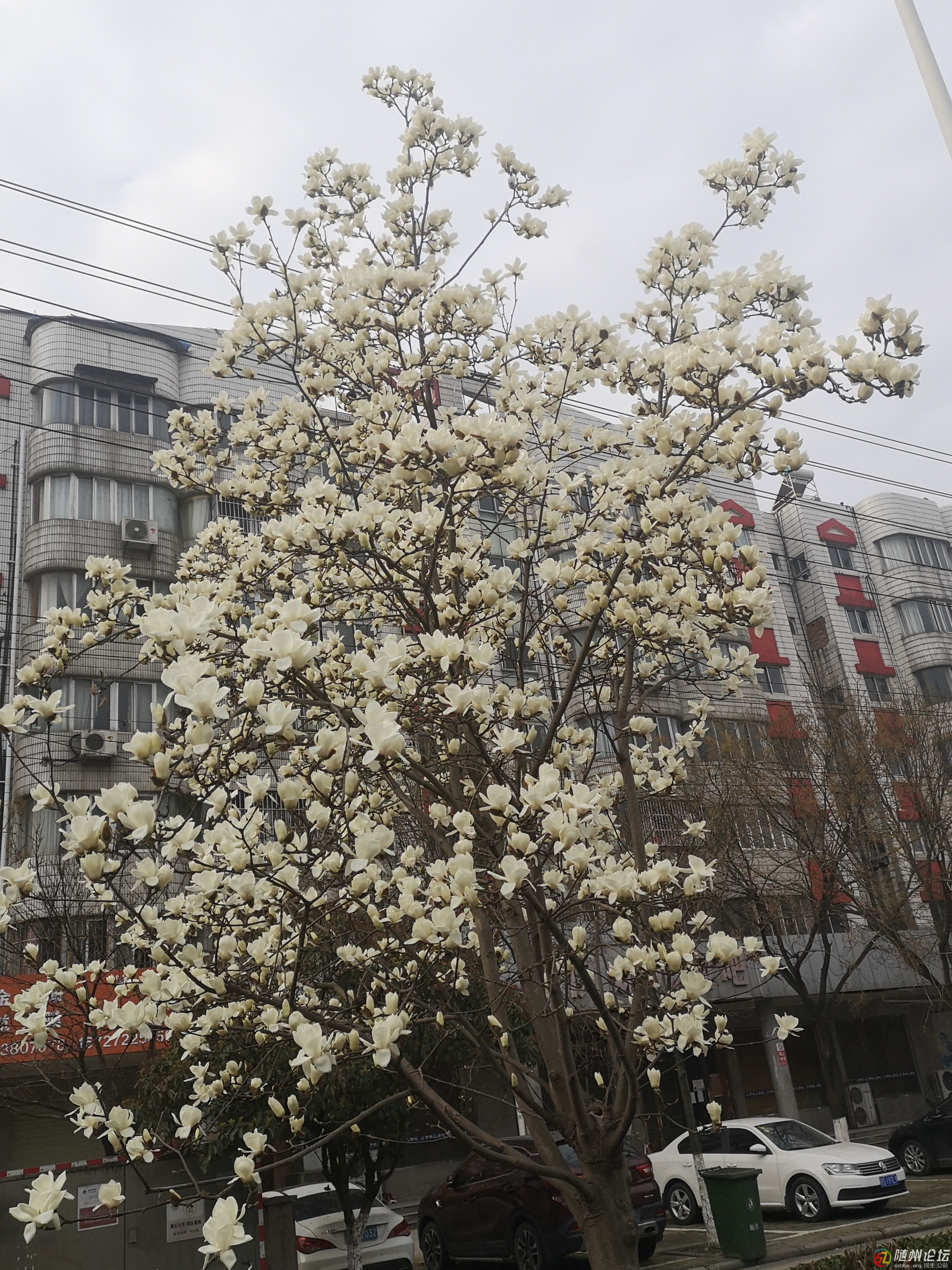 清河路玉蘭花.jpg